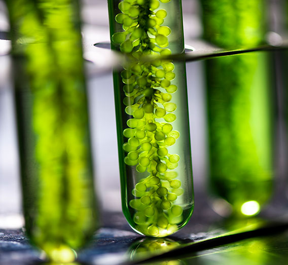 DuoAlgae trademarked skincare ingredient formulation research